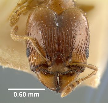 Media type: image; Entomology 8730